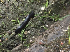 Ommatoiulus moreleti