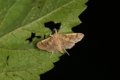 Omiodes indicata