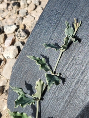 Acleisanthes longiflora