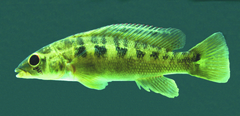 Crenicichla yaha