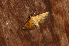 Omiodes indicata