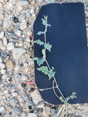 Acleisanthes longiflora