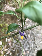 Solanum valdiviense
