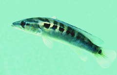 Crenicichla ypo