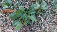 Heliotropium indicum