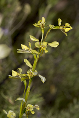 Diuris abbreviata