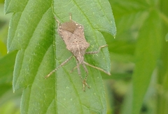 Anasa