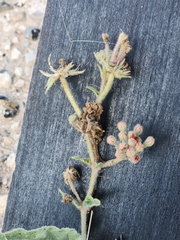Nyctaginia capitata