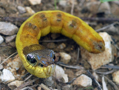 Hemeroplanes triptolemus