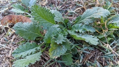 Heliotropium indicum