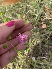 Mimosa microphylla