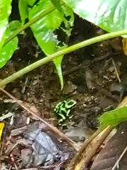 Dendrobates auratus