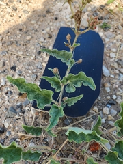 Nyctaginia capitata