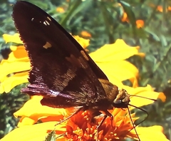 Eudaminae