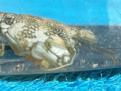 Pseudosquilla ciliata