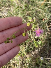 Mimosa microphylla