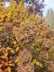 Hydrangea macrophylla