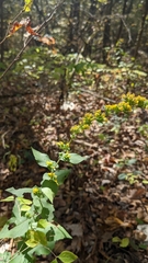 Solidago auriculata