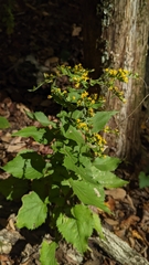 Solidago auriculata