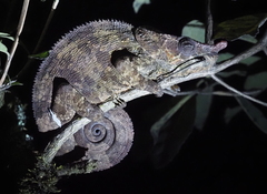 Calumma crypticum