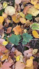Heuchera richardsonii