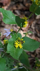 Solidago auriculata