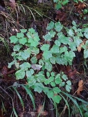 Vancouveria hexandra