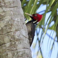 Campephilus guatemalensis