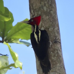 Campephilus guatemalensis