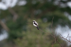 Lanius excubitoroides