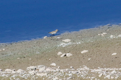 Calidris bairdii