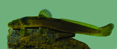 Siluriformes
