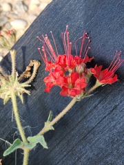 Nyctaginia capitata