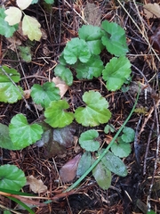 Veronica regina-nivalis