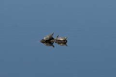 Trachemys hartwegi