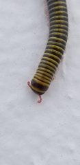 Anadenobolus monilicornis