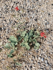 Nyctaginia capitata