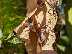 Leptoglossus occidentalis