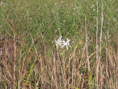 Crinum americanum
