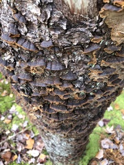 Phellinus piceinus