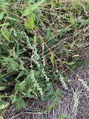 Persicaria punctata