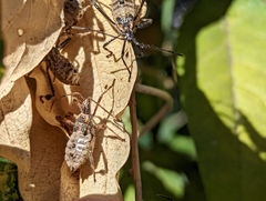Leptoglossus occidentalis