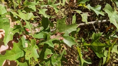 Quercus shumardii