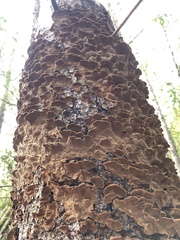 Phellinus piceinus