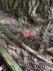 Russula tenuiceps