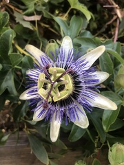Passiflora caerulea