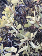 Arctostaphylos glandulosa