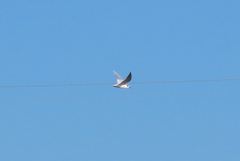 Sterna