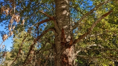 Quercus shumardii