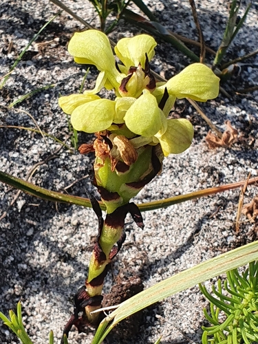 Image of Disa sabulosa by (c) Corli du Toit Smith, some rights reserved (CC BY)